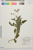 泥胡菜藏品圖，第1張