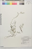 繖花龍吐珠藏品圖，第1張