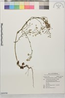 小花斑鳩菊藏品圖，第1張