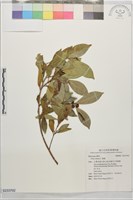 榕樹藏品圖，第1張