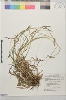 雙花草、印度藍莖草藏品圖，第1張