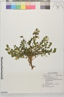 瓜子金藏品圖，第1張