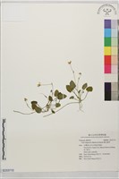 臺北菫菜藏品圖，第1張
