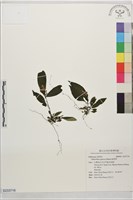蛇根草藏品圖，第1張