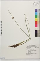 臺灣水莞、豬毛草藏品圖，第1張