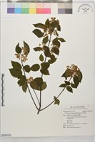 紅子莢迷藏品圖，第1張