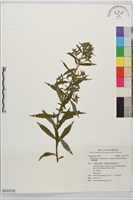 台灣澤蘭藏品圖，第1張