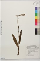 長葉蜻蛉蘭藏品圖，第1張