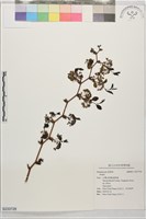 登錄號:S233728藏品圖，第1張