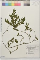 恒春灰木藏品圖，第1張