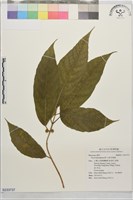 尖尾長葉榕藏品圖，第1張