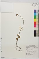 登錄號:S234196藏品圖，第1張