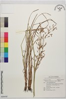 竹子飄拂草藏品圖，第1張