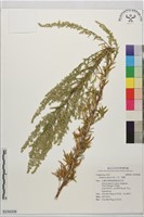 小艾、矮蒿藏品圖，第1張