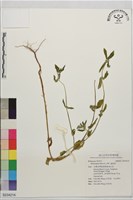蓋裂果藏品圖，第1張
