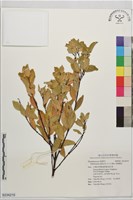 南嶺蕘花藏品圖，第1張