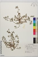 斑地錦藏品圖，第1張