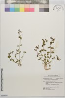 美洲母草藏品圖，第1張