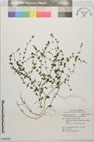 圓葉母草藏品圖，第1張