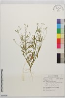粟米草藏品圖，第1張