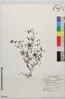 繖花龍吐珠藏品圖，第1張