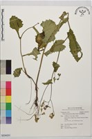 粉黃纓絨花藏品圖，第1張