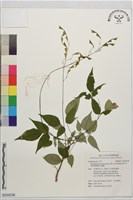 圓菱葉山螞蝗藏品圖，第1張