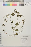 登錄號:S234240藏品圖，第1張