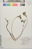 假紫斑大戟藏品圖，第1張
