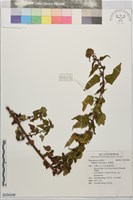草梧桐藏品圖，第1張