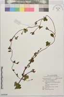 擬紅花野牽牛藏品圖，第1張