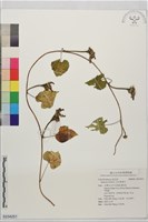 紅花野牽牛藏品圖，第1張