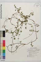 卵葉菜欒藤藏品圖，第1張