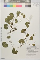 白頭天胡荽藏品圖，第1張