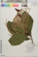 登錄號:S234260藏品圖，第1張
