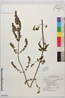 櫛穗香苦草藏品圖，第1張