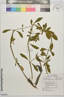 空心蓮子草藏品圖，第1張