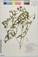 金午時花藏品圖，第1張