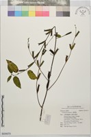 繩黃麻藏品圖，第1張