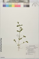 蔓鴨舌黃舅藏品圖，第1張