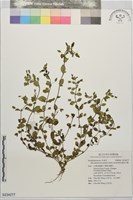 黃花過長沙舅藏品圖，第1張