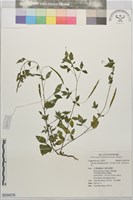 平伏莖白花菜、成功白花菜藏品圖，第1張