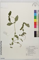 闊葉鴨舌黃舅藏品圖，第1張
