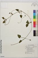 黑眼花藏品圖，第1張