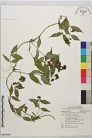 南投涼喉茶藏品圖，第1張