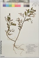 細葉水丁香藏品圖，第1張