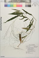 散穗弓果黍藏品圖，第1張