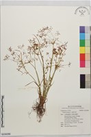 畦畔莎草藏品圖，第1張