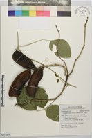 肥豬豆藏品圖，第1張