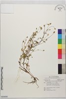 沼生金鈕扣藏品圖，第1張
